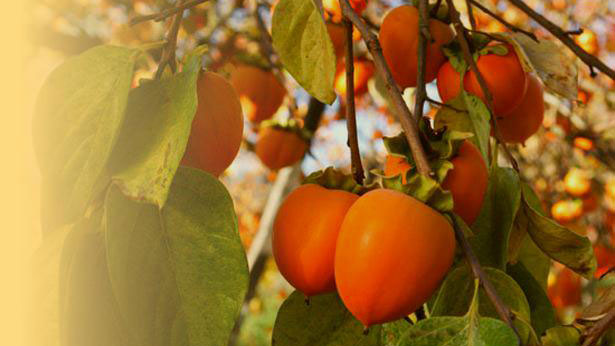 persimmon