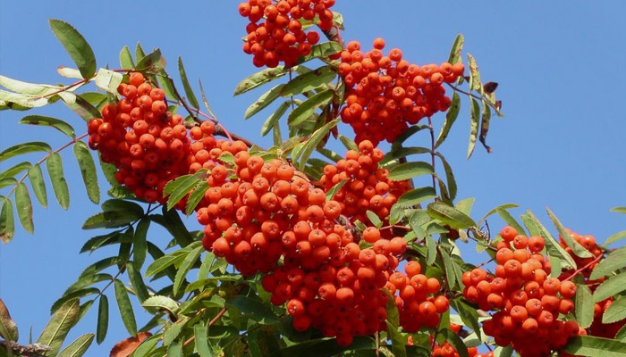Применение красной рябины в народной медицине