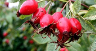 Чем полезны плоды шиповника