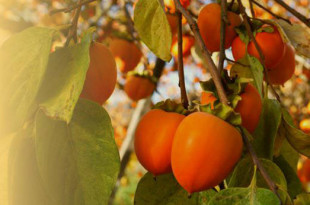 Хурма - полезные свойства и противопоказания