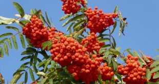 Применение красной рябины в народной медицине