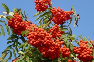 Применение красной рябины в народной медицине